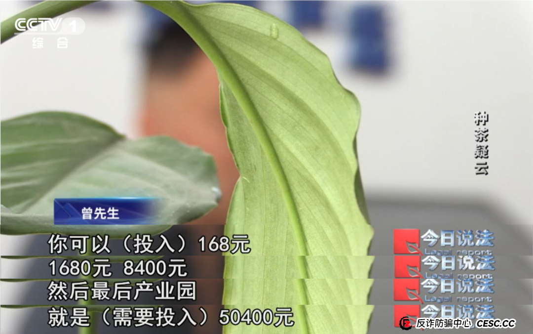 7万多名会员参与“云端种茶”，背后竟是精心编织的“致富”假象