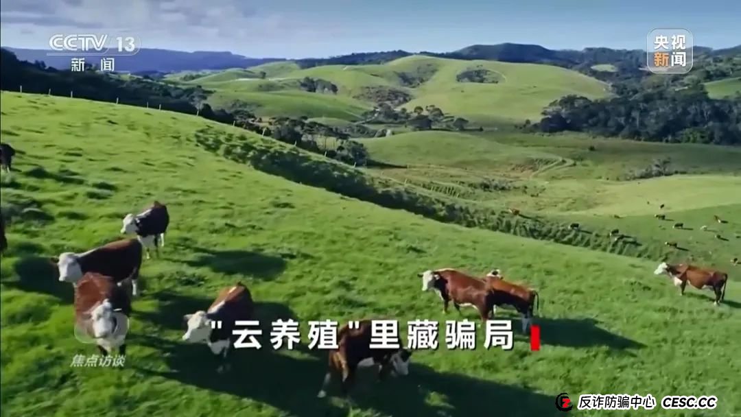 新型网络传销，数万人被骗！《焦点访谈》曝光