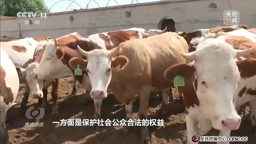新型网络传销，数万人被骗！《焦点访谈》曝光