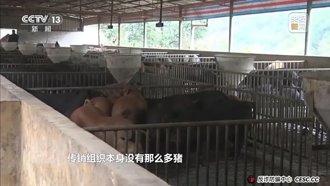 新型网络传销，数万人被骗！《焦点访谈》曝光